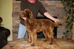 Picture of Australian Labradoodle