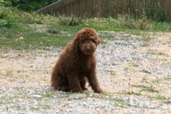 Picture of Australian Labradoodle