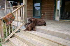 Picture of Australian Labradoodle