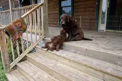 Picture of Australian Labradoodle