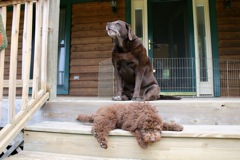 Picture of Australian Labradoodle