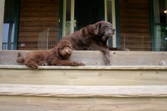 Picture of Australian Labradoodle