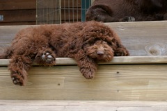 Picture of Australian Labradoodle