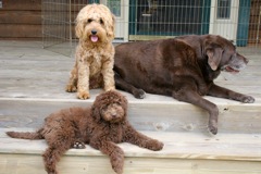 Scottie (lower step) Sapphire (L) Bella (R)<br>
 