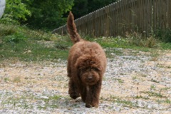 Picture of Australian Labradoodle