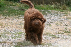 Picture of Australian Labradoodle