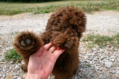Picture of Australian Labradoodle