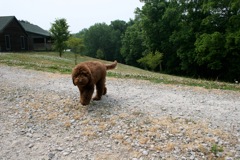 Picture of Australian Labradoodle