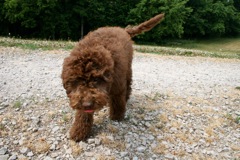 Picture of Australian Labradoodle
