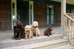 Picture of Australian Labradoodle