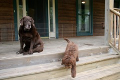 Picture of Australian Labradoodle