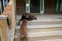 Picture of Australian Labradoodle