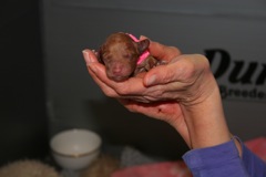 Birth<br>Pink Girl - 1:30pm -6.6oz