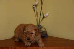 Week 5<br>Pink Girl - 3lbs 7oz