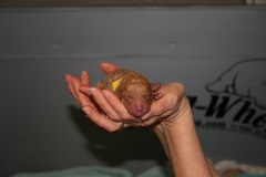 Birth<br>Yellow Boy - 4:40pm - 8.5oz