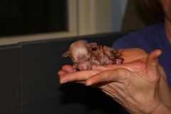 Birth<br>Blue Boy - 5:25pm - 5.4oz