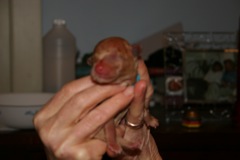 Birth<br>Teal Boy - 5:15pm - 6.5oz