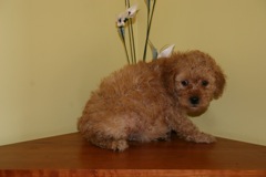 Week 5<br>Red Girl - 4lbs 2oz