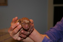 Birth<br>Black Girl - 6:33pm 6.2oz