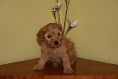 Week 5<br>Black Girl - 2lbs 12oz