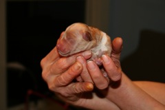 Birth<br>White Girl - 8:21pm - 7.5oz