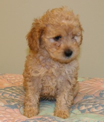 Week 7<br>Orange (White) Girl - 3lb 13oz