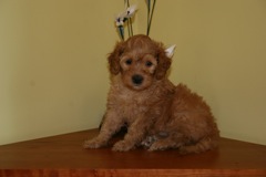 Week 5<br>Green Girl - 3lbs 1oz