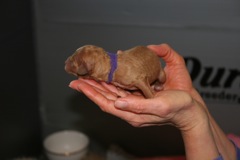 Birth<br>Purple Girl - 3:00pm - 7.6oz