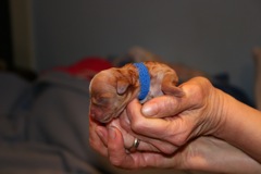 Birth<br>Blue Girl - 8:42pm -5.1oz