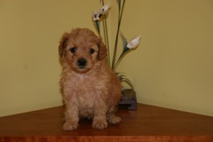 Week 5<br>Blue Girl - 2lbs 9oz