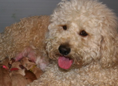 Picture of Australian Labradoodle