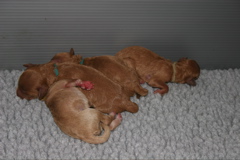 Picture of Silk's puppies
