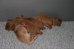 Picture of Australian Labradoodle