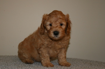 Picture of Australian Labradoodle