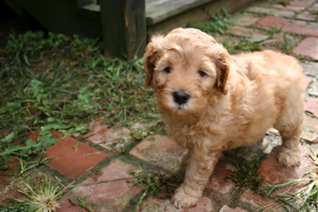 Picture of Australian Labradoodle