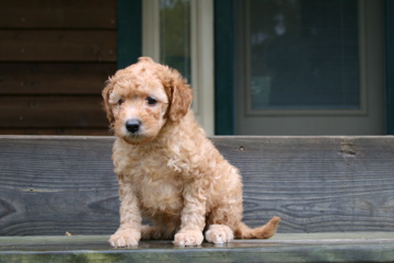 Picture of Australian Labradoodle
