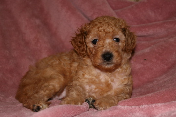 Picture of Australian Labradoodle