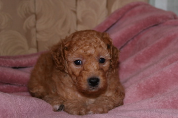 Picture of Australian Labradoodle