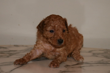 Picture of Australian Labradoodle