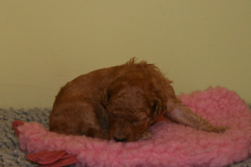 Picture of Australian Labradoodle