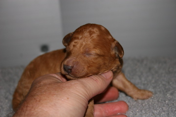 Picture of Australian Labradoodle