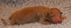 Picture of Australian Labradoodle
