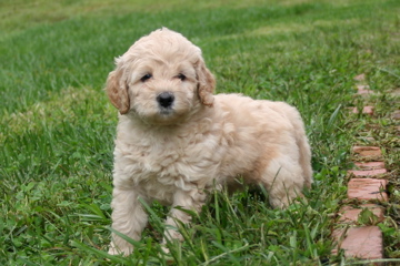 Picture of Australian Labradoodle