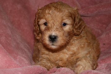 Picture of Australian Labradoodle