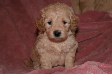 Picture of Australian Labradoodle