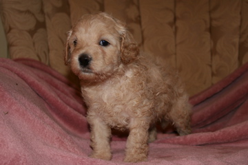 Picture of Australian Labradoodle