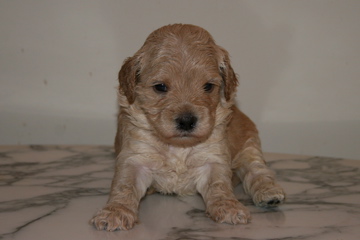 Picture of Australian Labradoodle