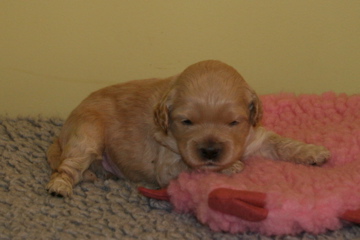 Picture of Australian Labradoodle