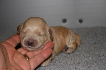 Picture of Australian Labradoodle