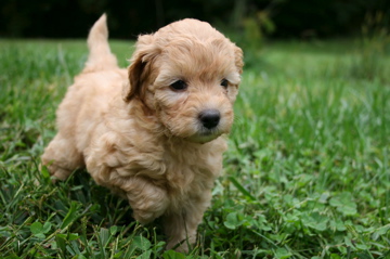 Picture of Australian Labradoodle